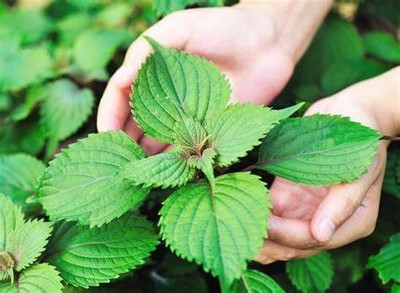 VibeX TLX-41 - Vietnamese Mint Balm - (750 Seeds) Seed(750 per packet)