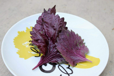 WILLVINE Japanese Basil, Red Mint, Non-GMO-[2000 Seeds] Seed(2000 per packet)