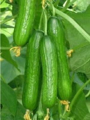 LPR KHEERA. Seed(50 per packet)