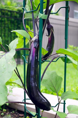 KNESSiN Long Purple Brinjal Seed for Planting-[5gm] Seed(1000 per packet)
