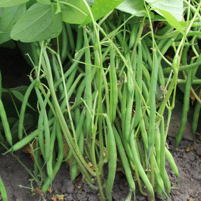 Quentova French Bean Faraday-SWAT-7N Seed(300 per packet)