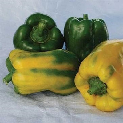 KNESSiN High Germination Monster Yellow Capsicum Vegetable Seeds for Garden-(400 Seeds) Seed(400 per packet)