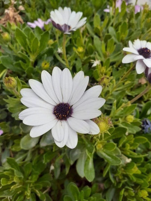 Quentova Organic Dimorphotheca Flower Plant-GBPUT-10B Seed(50 per packet)