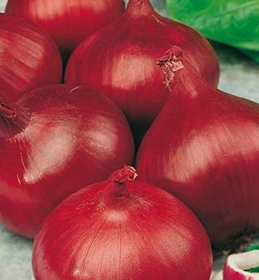 CYBEXIS F81Seeds of Vegetable Onion Red2000 Seeds Seed(2000 per packet)