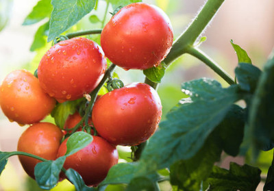 XOLDAA tomato Seed(105 per packet)