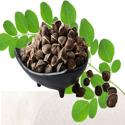 CYBEXIS GBPUT-61 - Moringa Pkm1 Organic Large Size - (150 Seeds) Seed(150 per packet)