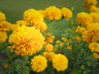 Gruppo Riva marigold/gende ka phool flower seeds Seed(50 per packet)