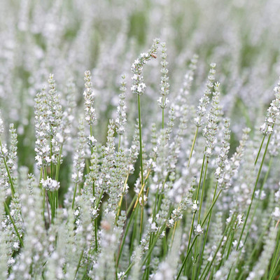CYBEXIS XLL-18 - Lavender Ellagance Snow - (750 Seeds) Seed(750 per packet)