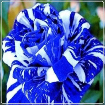 Qualtivate RES-2A Rose for Planting Seed(25 per packet)