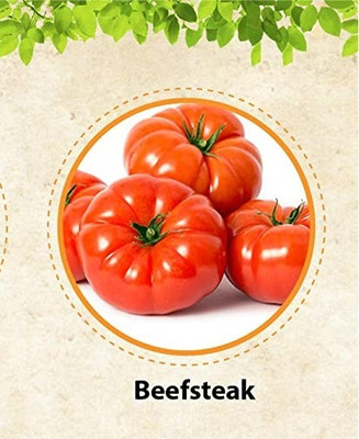 Qualtivate RES-2A Beefsteak tomato for planting Seed(300 per packet)