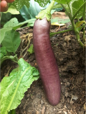 UGRA Aubergine Italian Violet Brinjal Seed(2500 per packet)