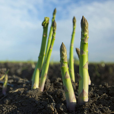 CYBEXIS Herb Asparagus Seeds400 Seeds Seed(400 per packet)