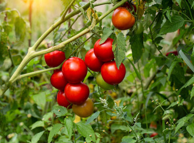 Bharath Agencies tomato Seed(95 per packet)
