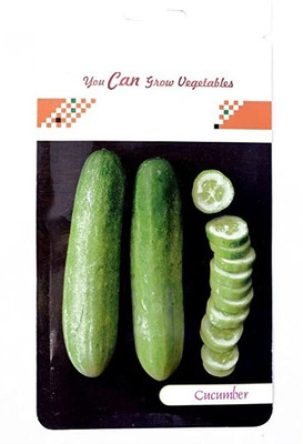 CYBEXIS Cucumber Hybrid500 Seeds Seed(500 per packet)