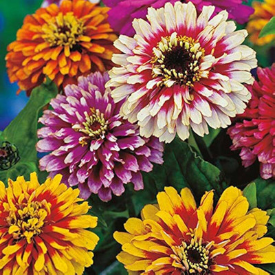 AMAJIT All Colour Mix Zinnia Flower Seeds For Home Garden Combo Seed(21 per packet)