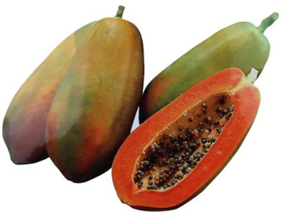 GREENSEA Hybrid Papaya, Papita Seeds for Home gardening, High Quality Seed(76 per packet)