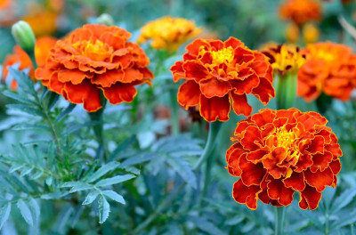 wequality hybrid Red marigold flower seeds,red merigold flower seeds for home garden Seed(200 per packet)
