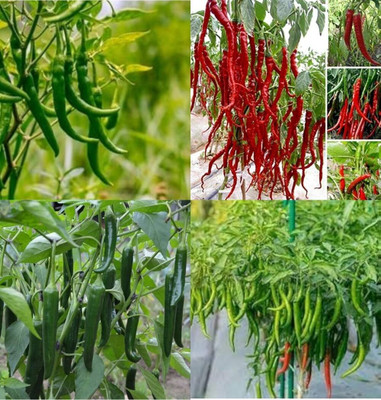 ibains Chilly seed bij 60 Seed(60 per packet)