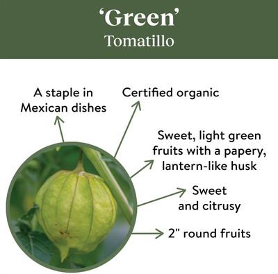 Quentova Green Tomatillo 1gm Seeds-NDIR-11A Seed(400 per packet)