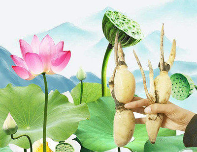 VibeX XLL-18 - Water Lily Flower Plant - (30 Seeds) Seed(30 per packet)
