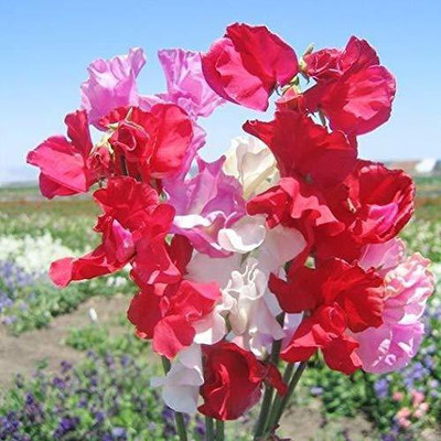 ACCELCROP Sweet Pea Flower Plant Seed(115 per packet)