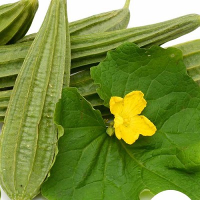 SeeGreen F1 Ridge Gourd Seeds, Organic Seeds For Gardening, toree, Chinese okra Hybird Seed(25 per packet)