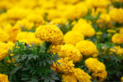 GREENELAND marigold/gende ka phool flower seeds Seed(75 per packet)