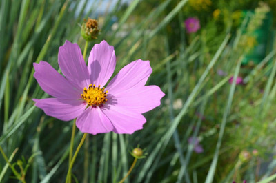 ZIXA Cosmos Flower Seeds Seed(20 per packet)