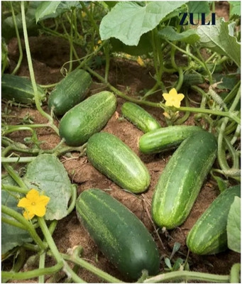 zuli Cucumber, Fruits, Khira Seed(100 per packet)
