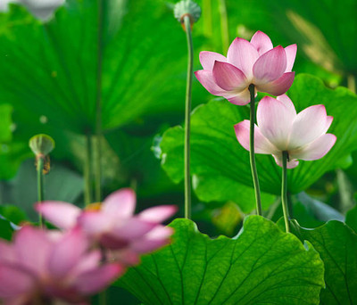 SONIRO lotus,kamal gatta Seed(10 per packet)
