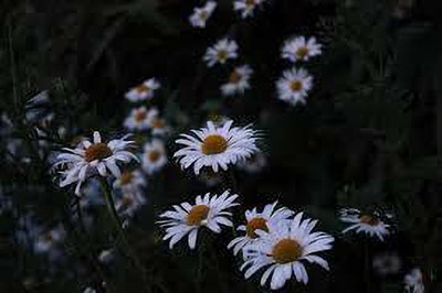 Paudha daisy white mix flower seed Seed(50 per packet)