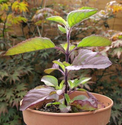 LPR TULSI, BASIL SEEDS Seed(100 per packet)