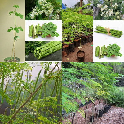 ibains Moringa seeds pkm2 pack of 72 Seed(72 per packet)