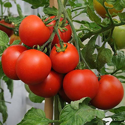 BDSresolve Red tomato seeds/tomato seed 152 Seed(152 per packet)