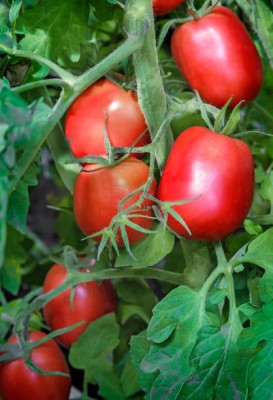 Nuvotone tomato Seed(125 per packet)