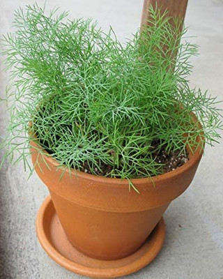 VibeX NBIR-42 - Fernleaf Dill - (2250 Seeds) Seed(2250 per packet)