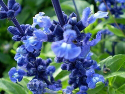 Qualtivate PUAS-7A Blue Bedder Sage Seed(100 per packet)