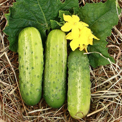 WHYGI CALYPSO F1 CUCUMBER SEEDS-CuC_1291 Seed(250 per packet)