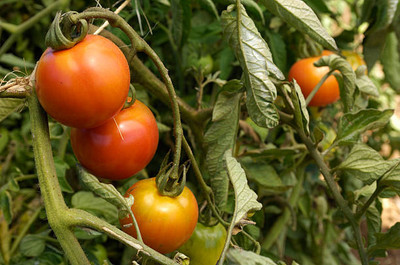 STYOKIYA tomato Seed(100 per packet)
