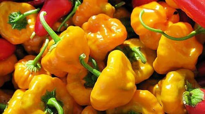 KNESSiN Heirloom Scotch Bonnet Jamaican Pepper Seeds for Home Gardening-(1200 Seeds) Seed(1200 per packet)