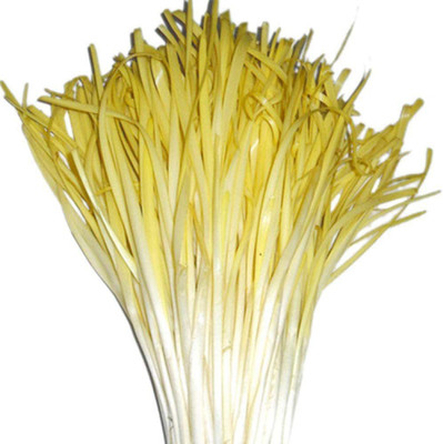 CYBEXIS F1 Hybrid Leek Seeds 1000 Seeds Seed(1000 per packet)