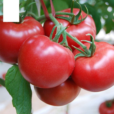 Avysa Desi Salad Red Tomatoes Seed(300 per packet)
