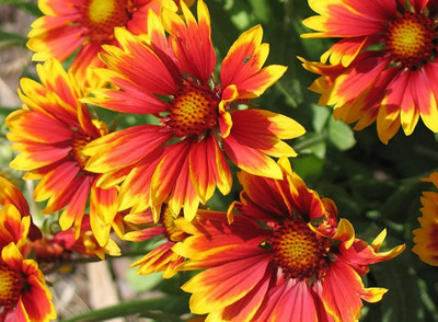 SEEDSSIDE Gaillardia Blanket Flower Seeds Seed(20 per packet)