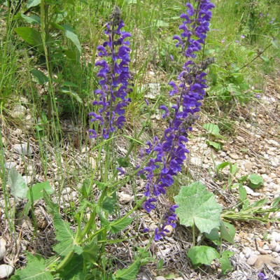Qualtivate PUA-7A Meadow Sage (Salvia pratensis) Seed(100 per packet)