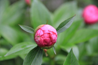 XOLDAA balsam frower Seed(20 per packet)