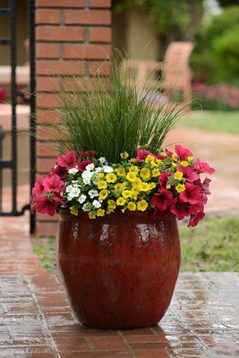 KANAYA Petunia Grandiflora Mix Seed(85 per packet)