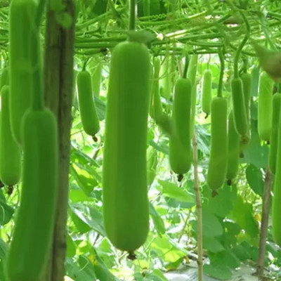 Pbevergreen Bottle Gourd Long Seed(30 per packet)