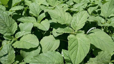 VibeX ® XLR-615 (Green Amaranthus)Cholai Saag Seed(500 per packet)