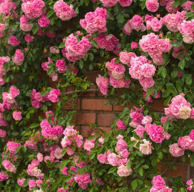 Wild Climber Roses SUAA Wild Climbing Rose Seeds (Rosa canina) - Seeds for Gardening and ...