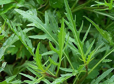 CYBEXIS F1 Hybrid Rucola - Wild Rocket Salad Seeds700 Seeds Seed(700 per packet)